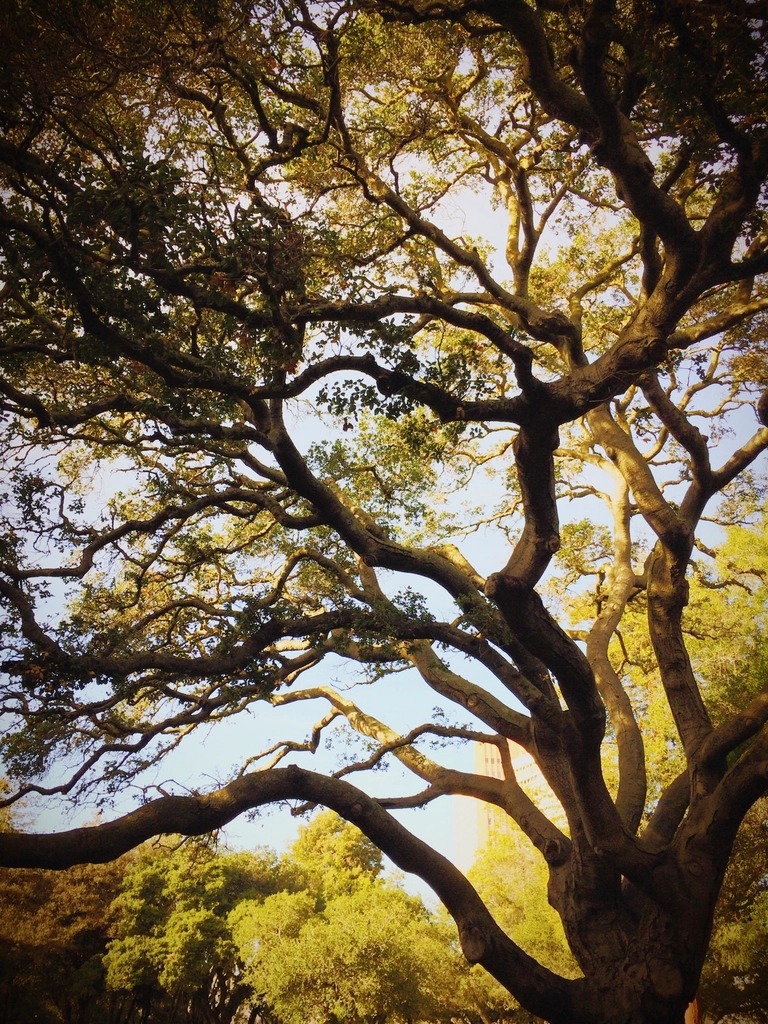Dramatic golden tree canopy