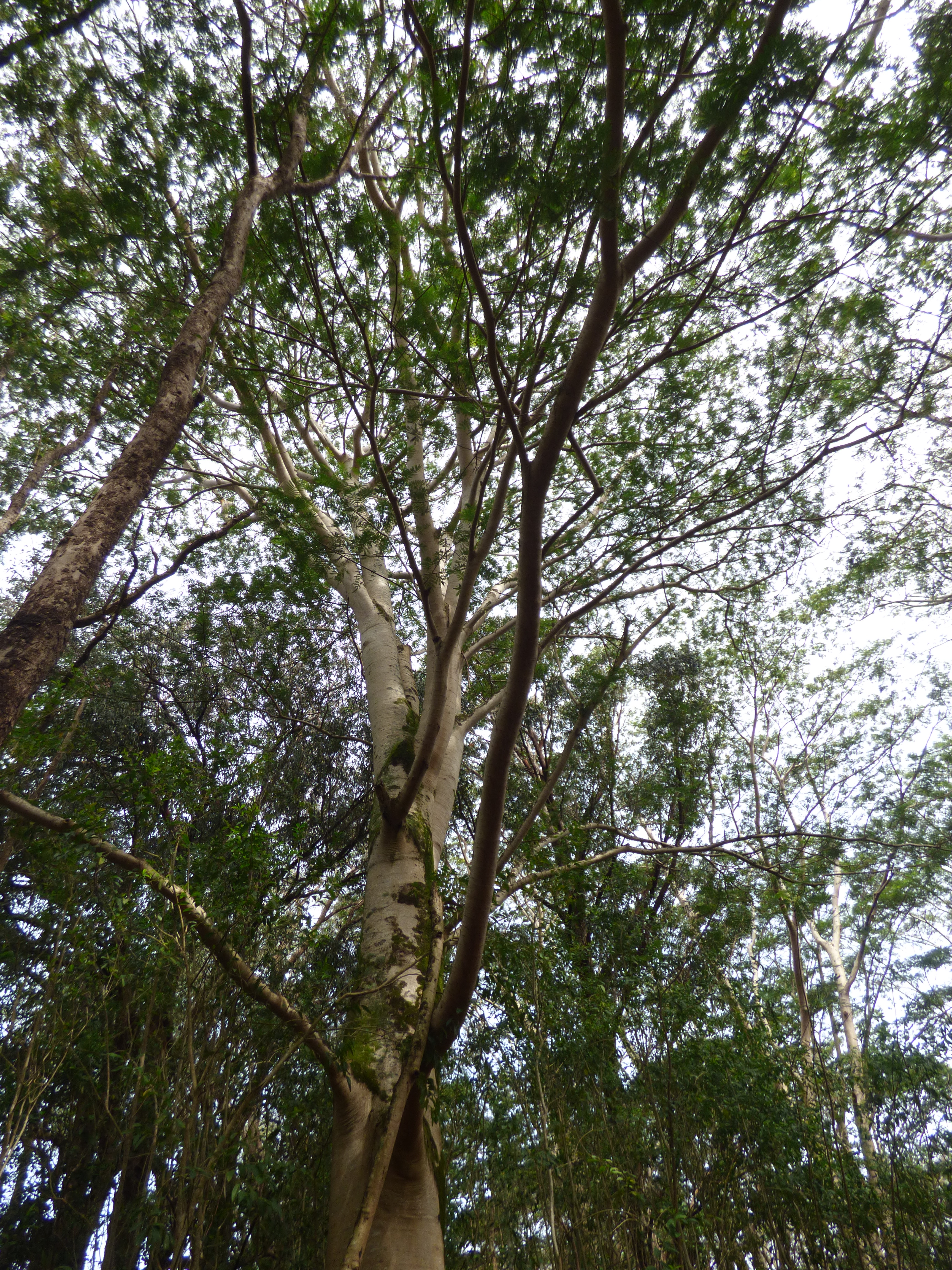 Tree canopy from below