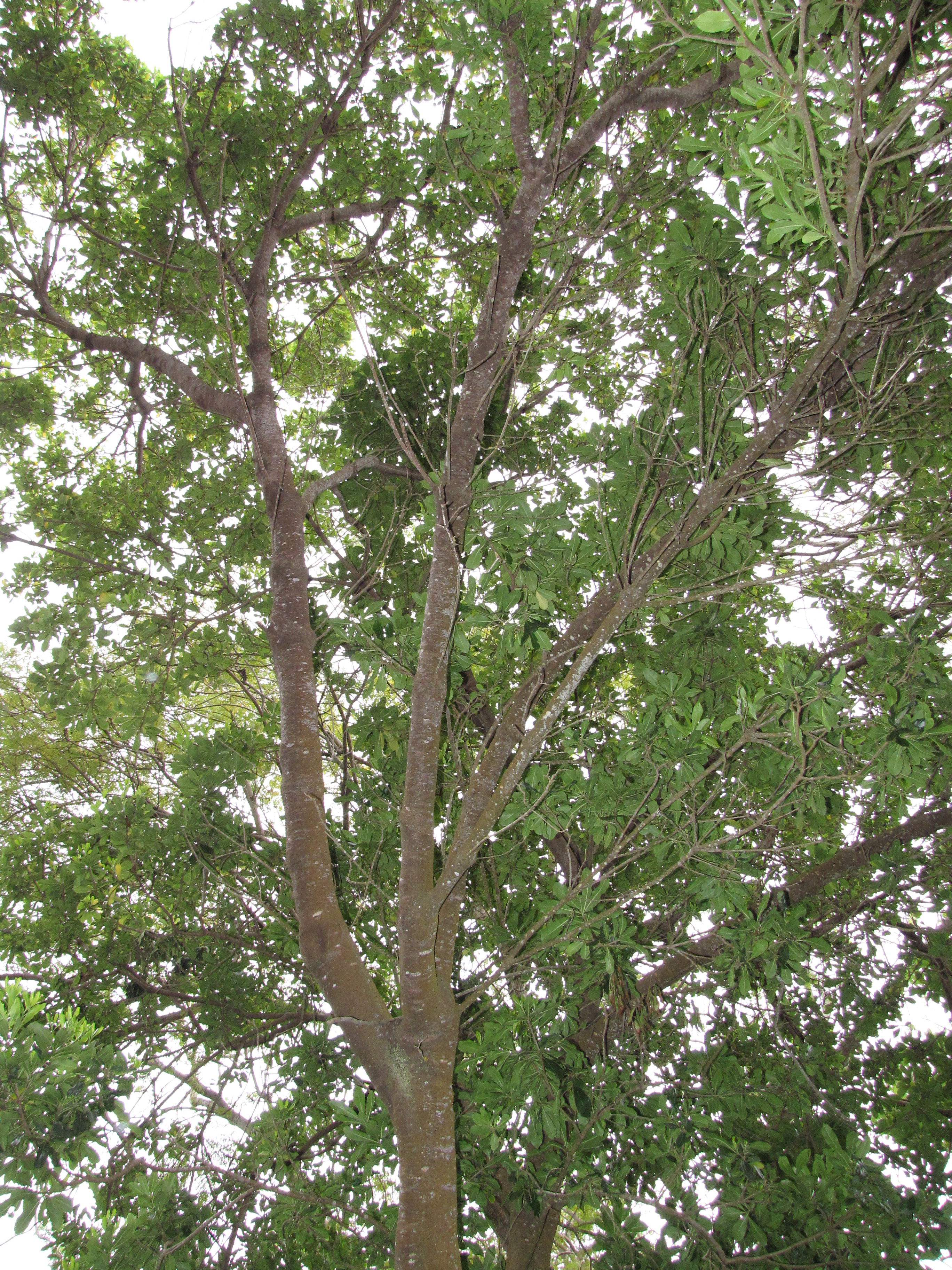 Forest tree branches